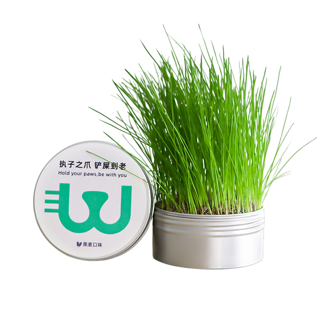 Portable Pet Cat Grass Kit with Aluminium Box Easy to Use